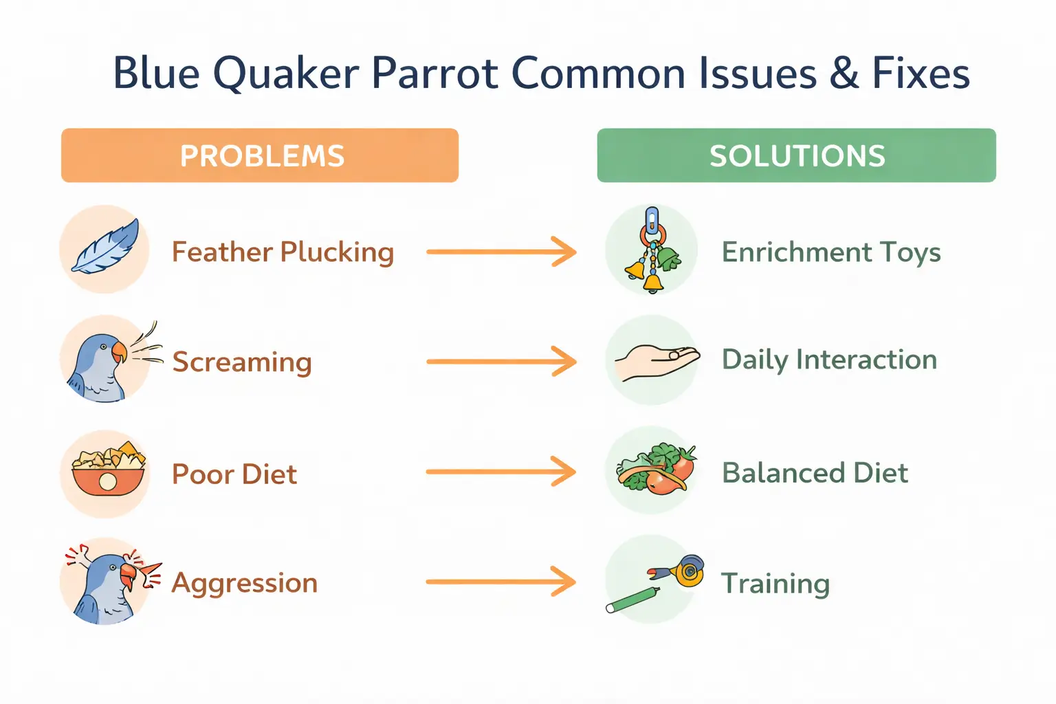 Blue Quaker parrot issues & fixes