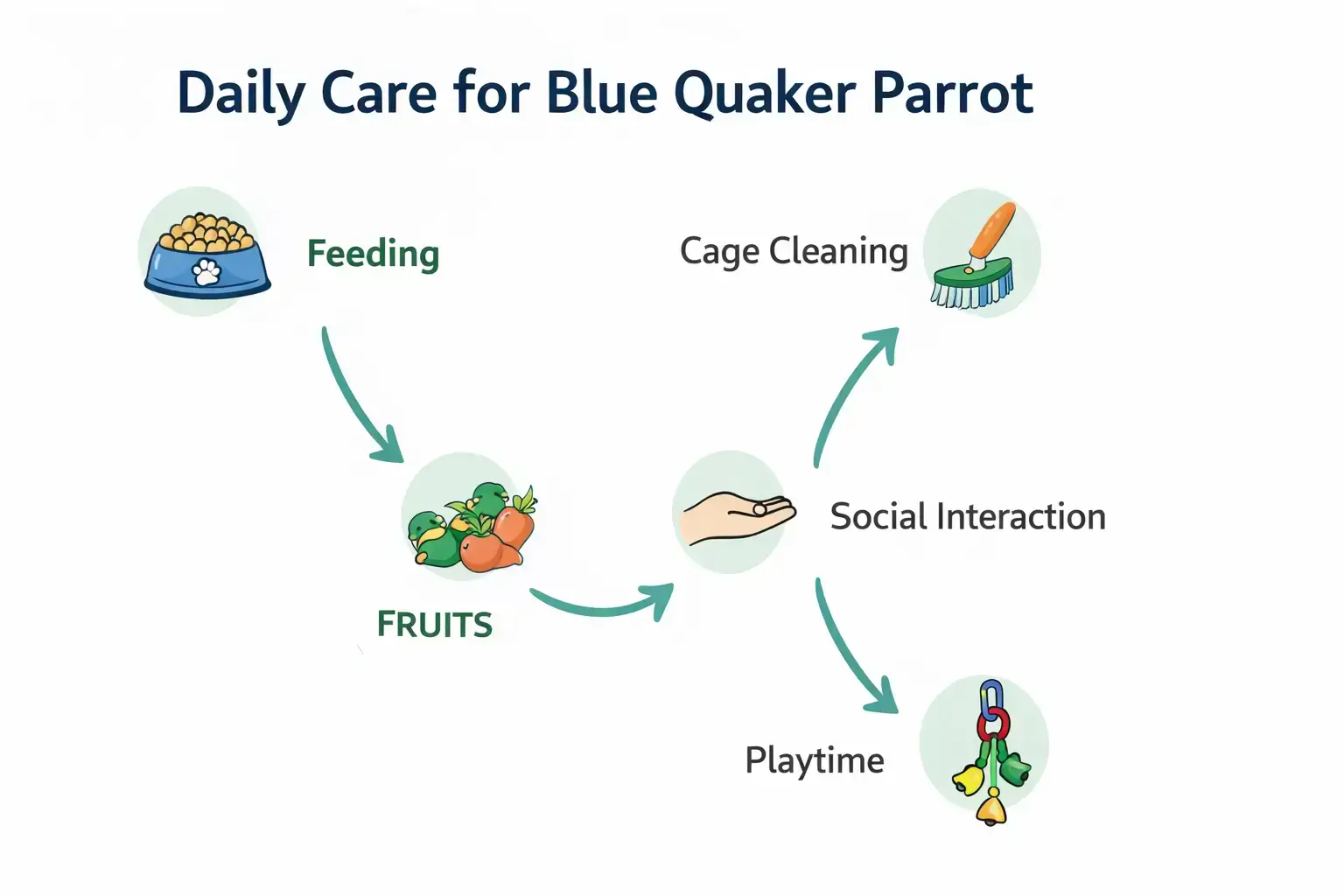 Daily care for blue quaker parrot