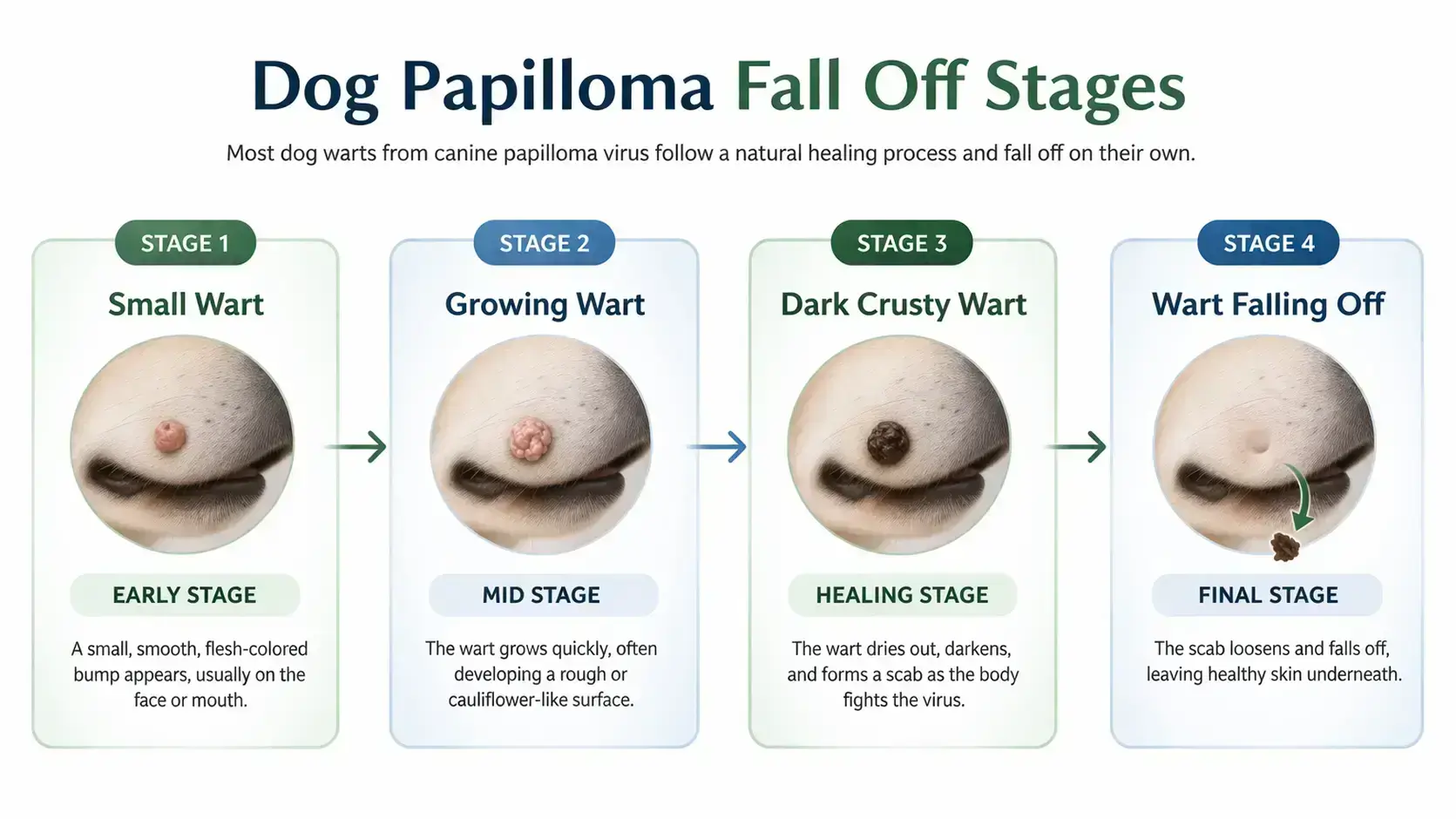 Dog papilloma healing stages