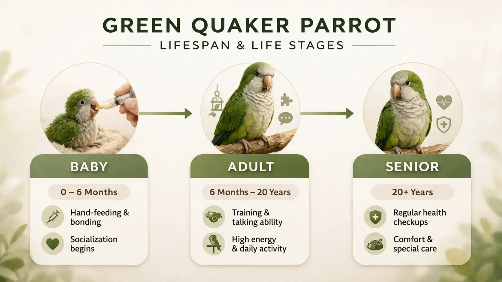 Green Quaker parrot lifespan & stages