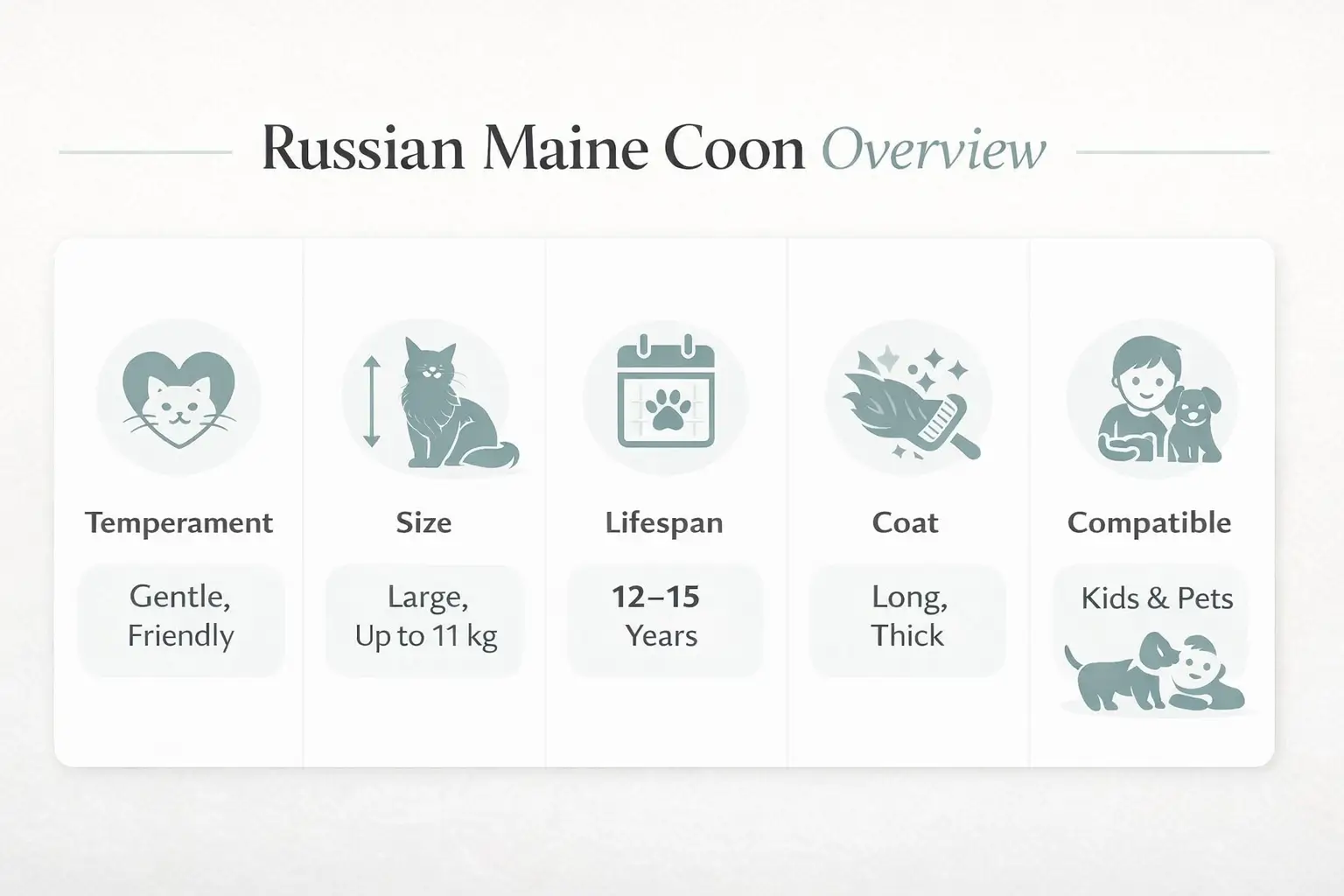 Russian Maine Coon breed overview