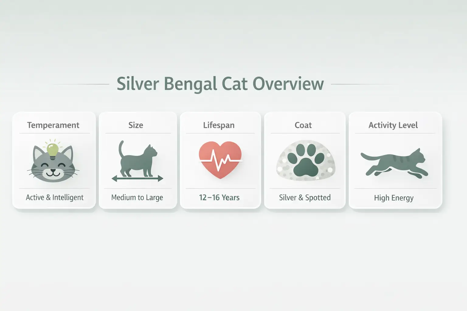 Silver Bengal cat guide