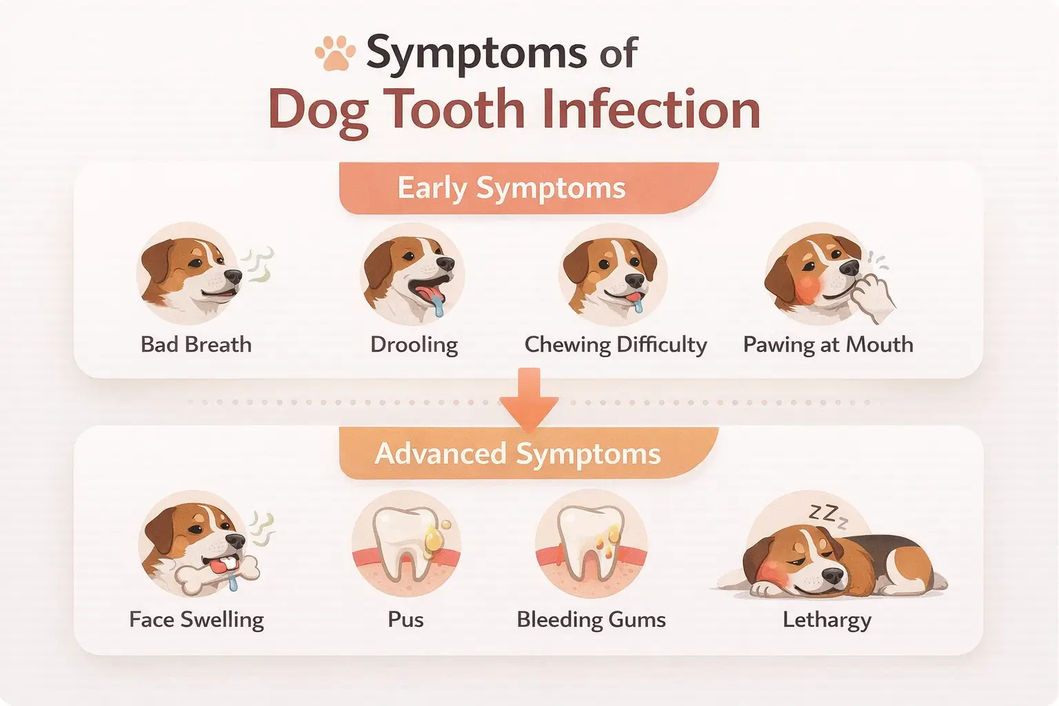 Symptom of dog tooth infection