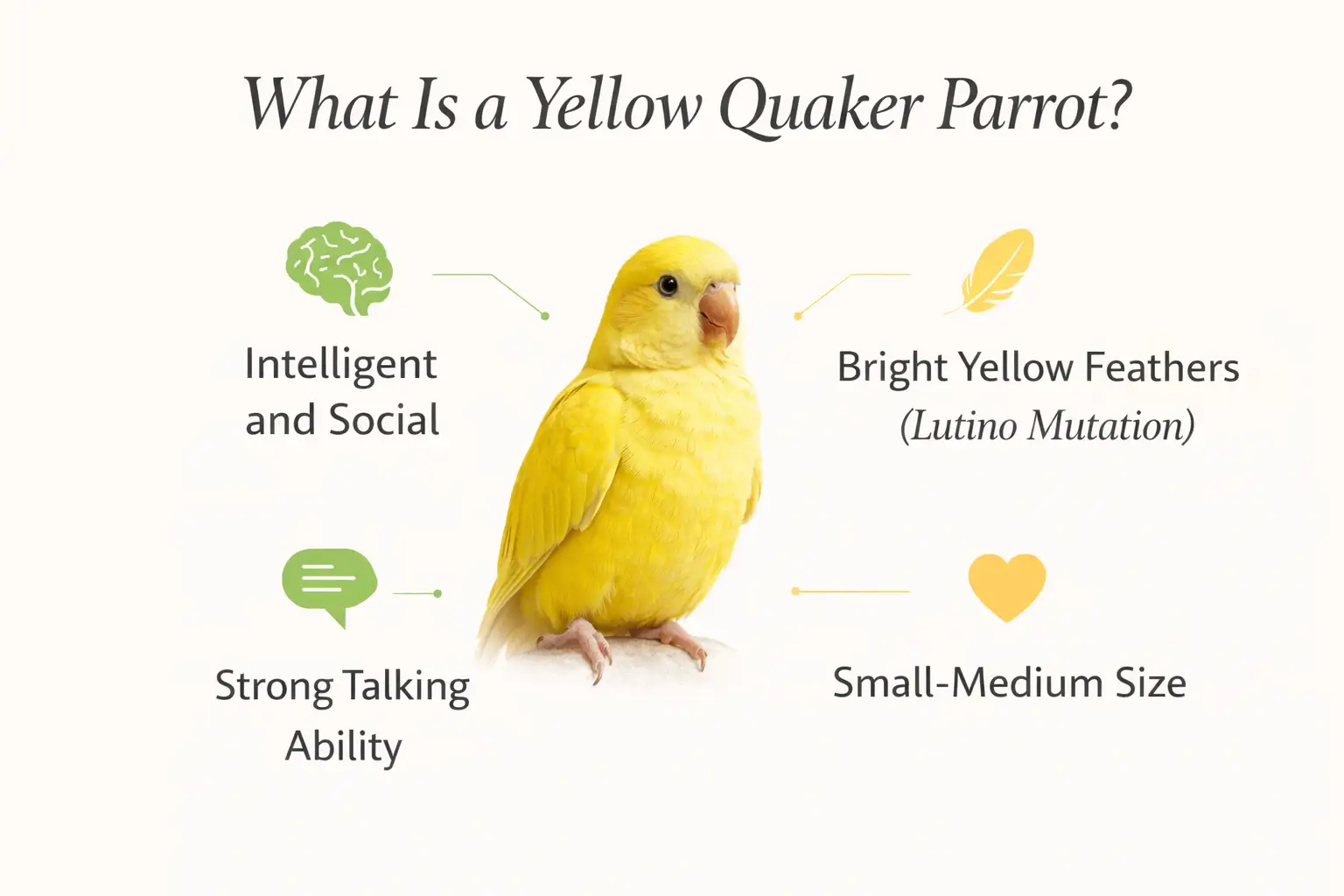 Yellow quaker parrots