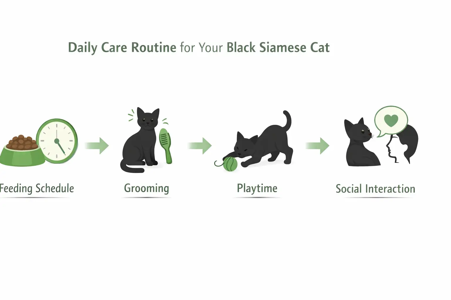 black siamese cat daily care