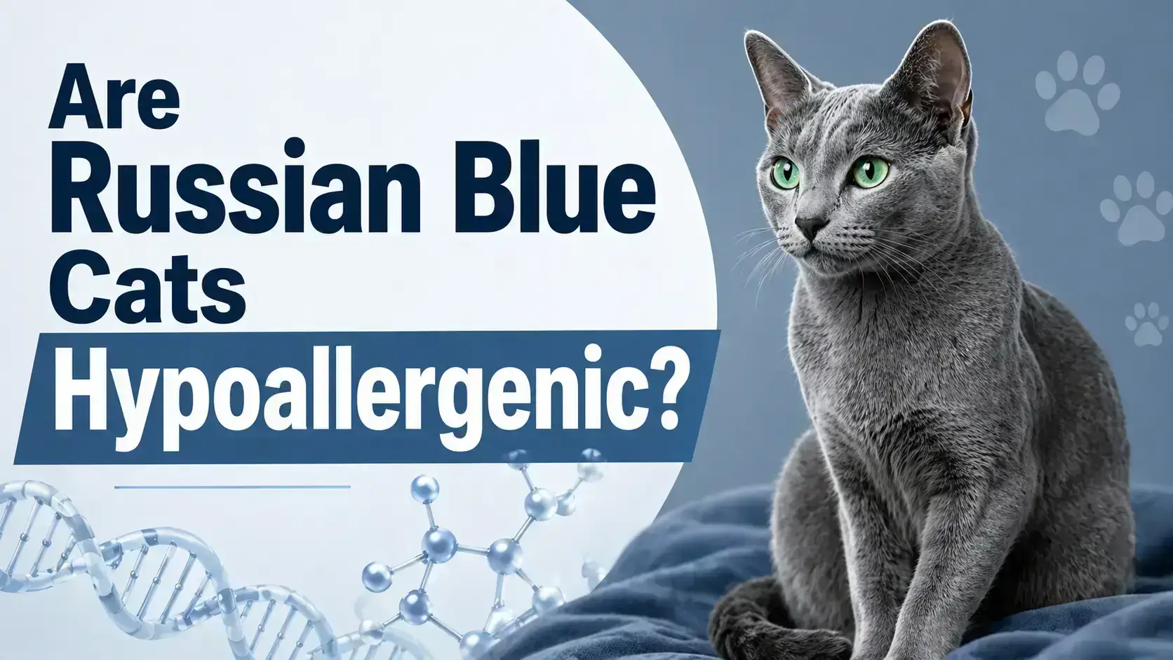 Are Russian Blue Cats Hypoallergenic