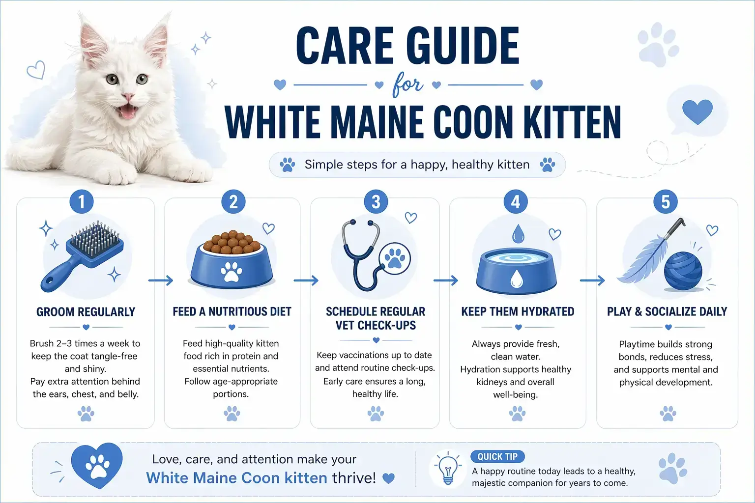 Care Guide for White Maine Coon Kitten