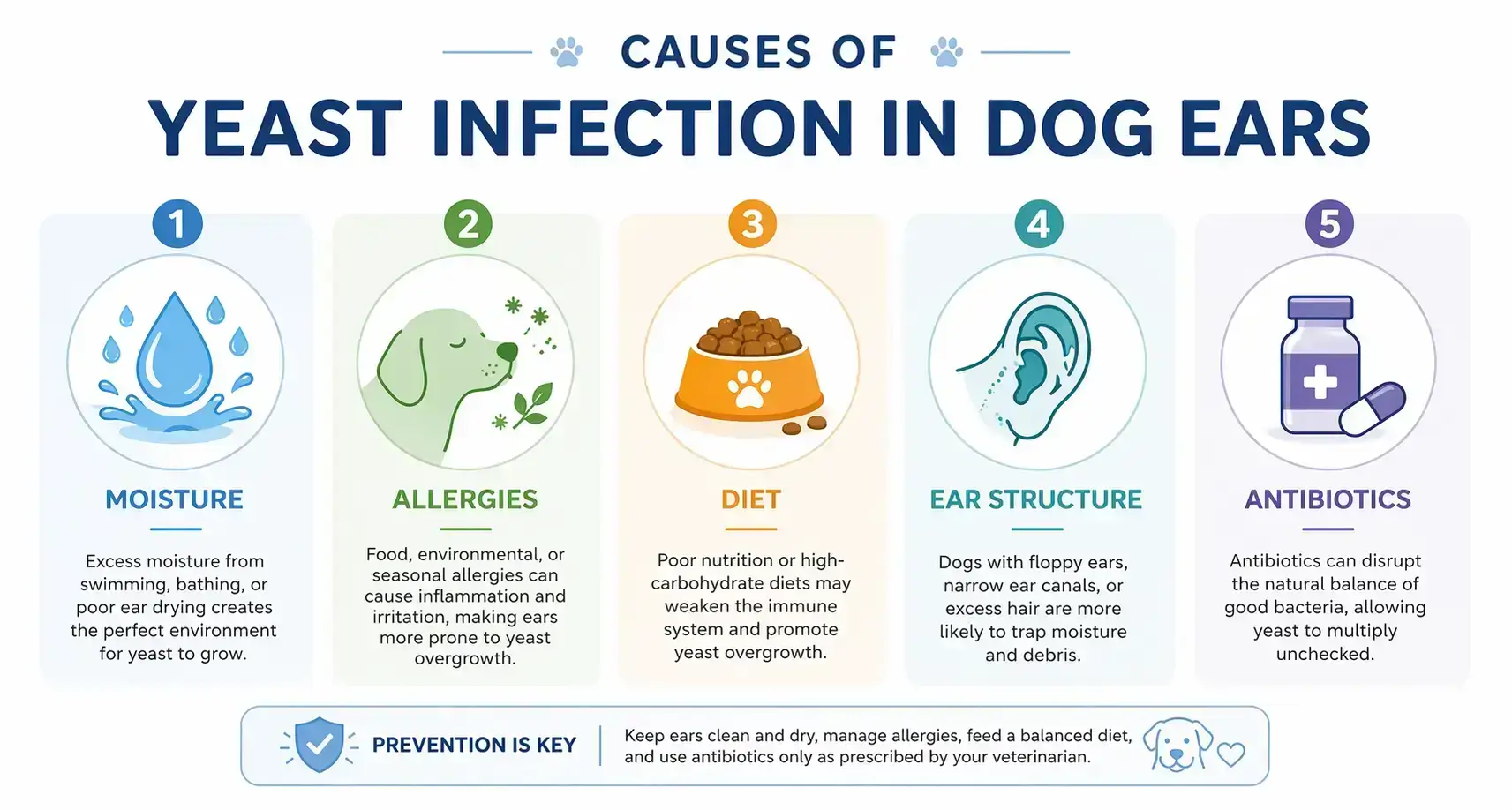 Causes Yeast Infection Dog Ear Issues