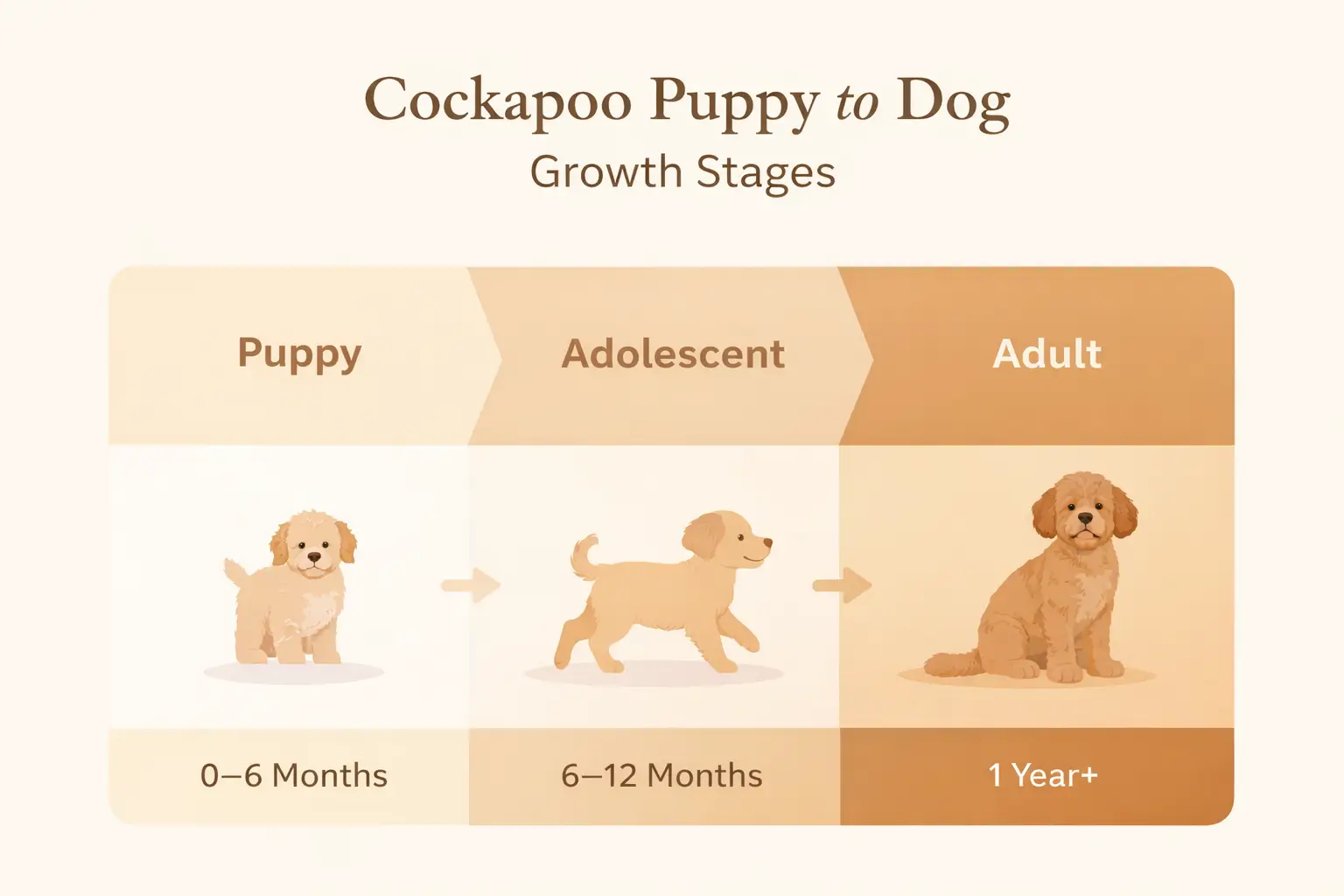 Cockapoo Puppy to Dog Growth Stages