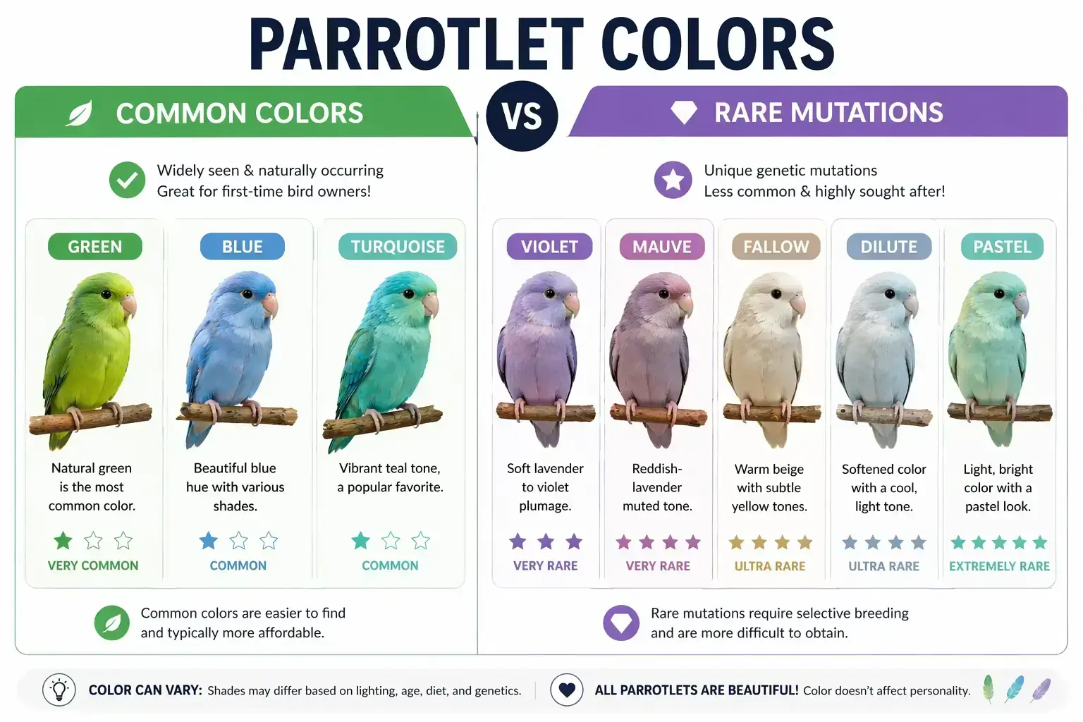 Common Parrotlet Colors vs Rare Mutations