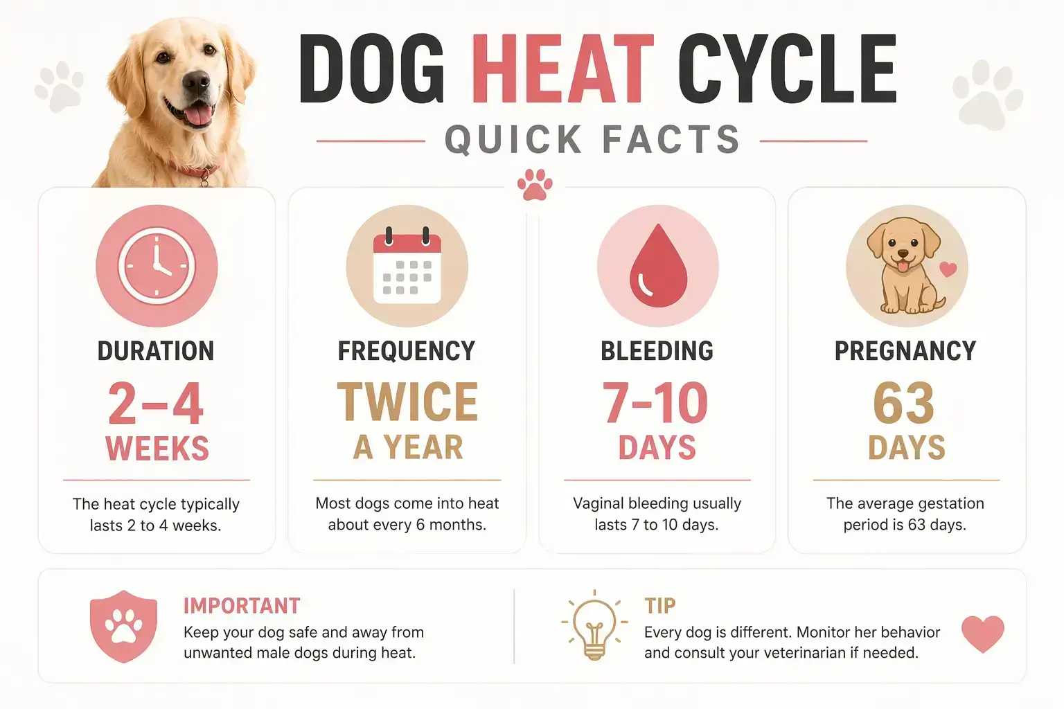 Dog Heat Cycle Quick Facts