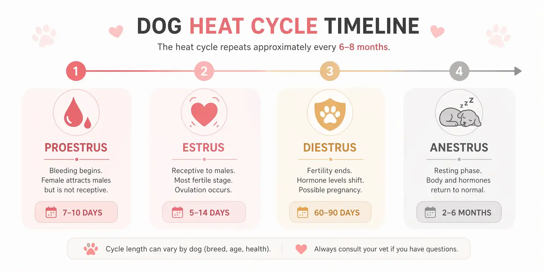 Dog heat cycle stages overview