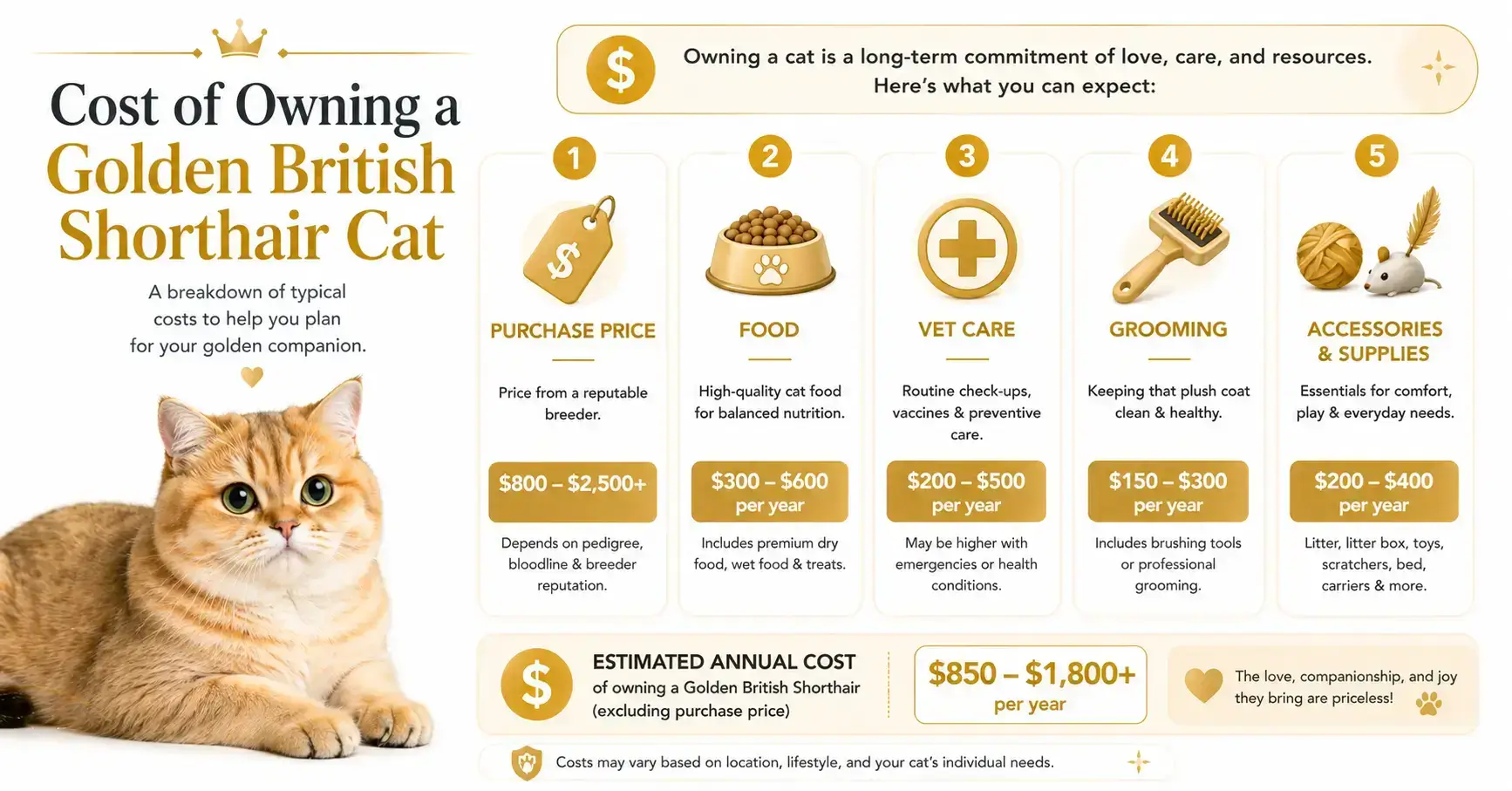 Golden British Shorthair Cat Cost