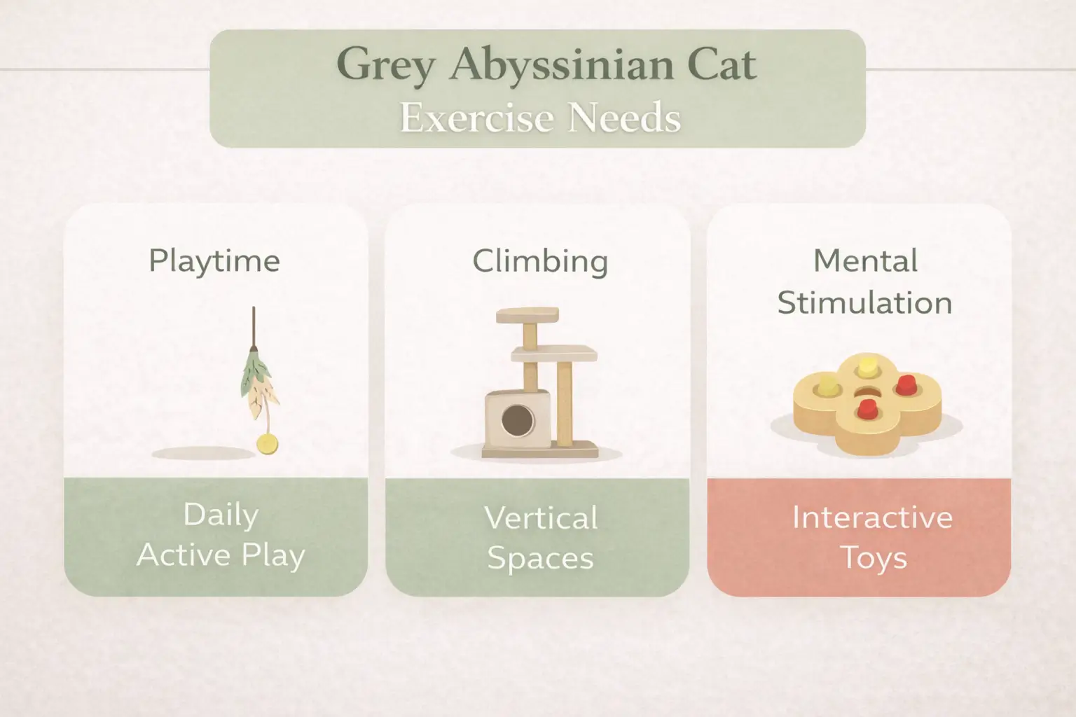 Grey Abyssinian cat exercise guide
