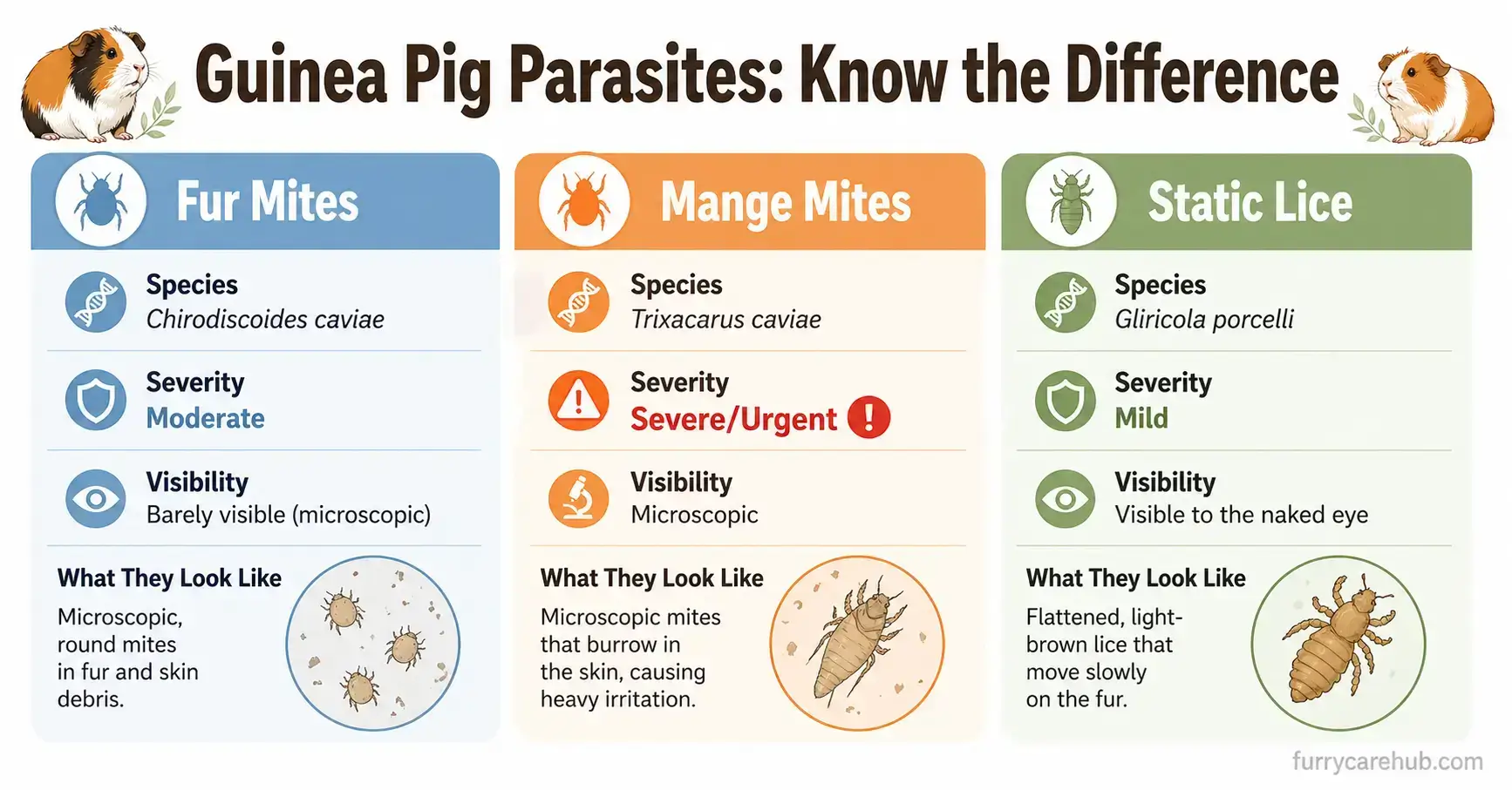 Guinea Pig Parasites Know the Difference