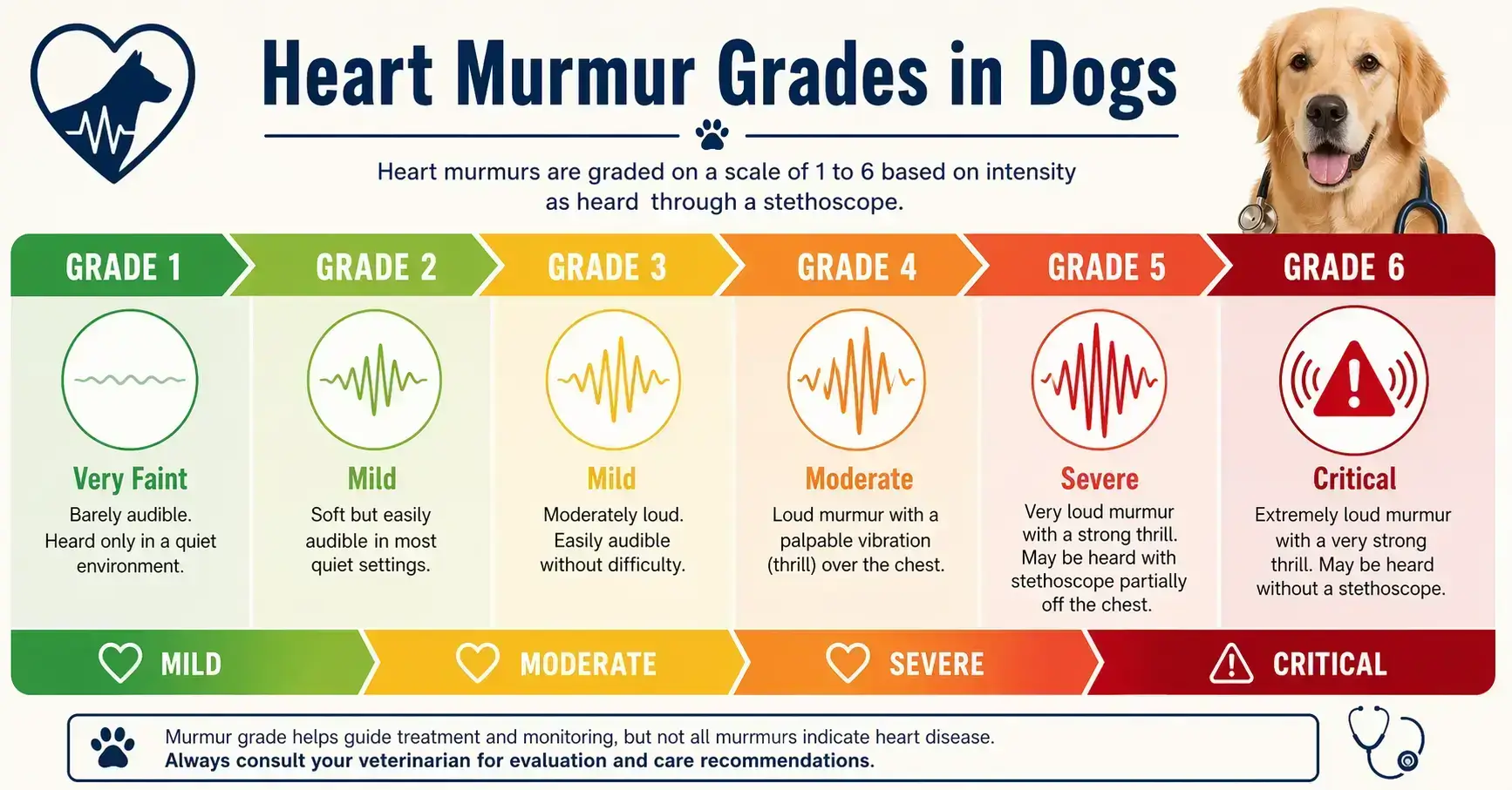 Heart Murmur Grades in Dogs