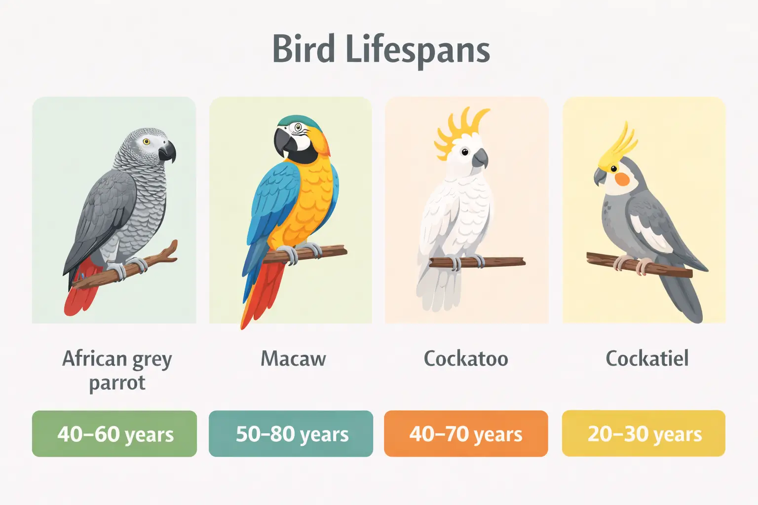 Lifespan comparison with other birds