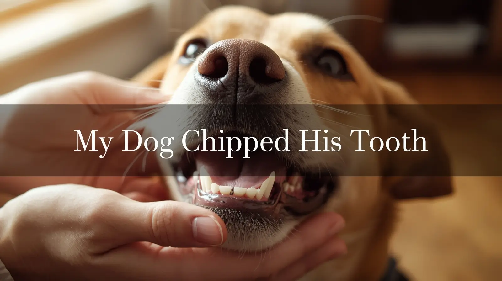 My dog chipped his tooth