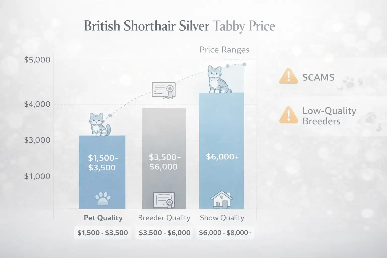 Price comparison chart for British Shorthair silver tabby kittens