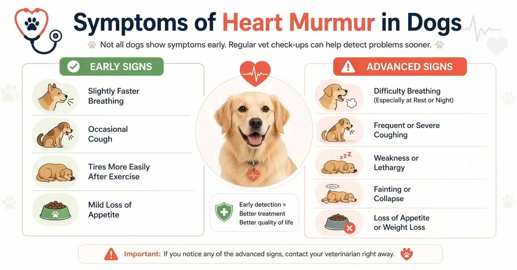 Symptoms of Heart Murmur in Dogs