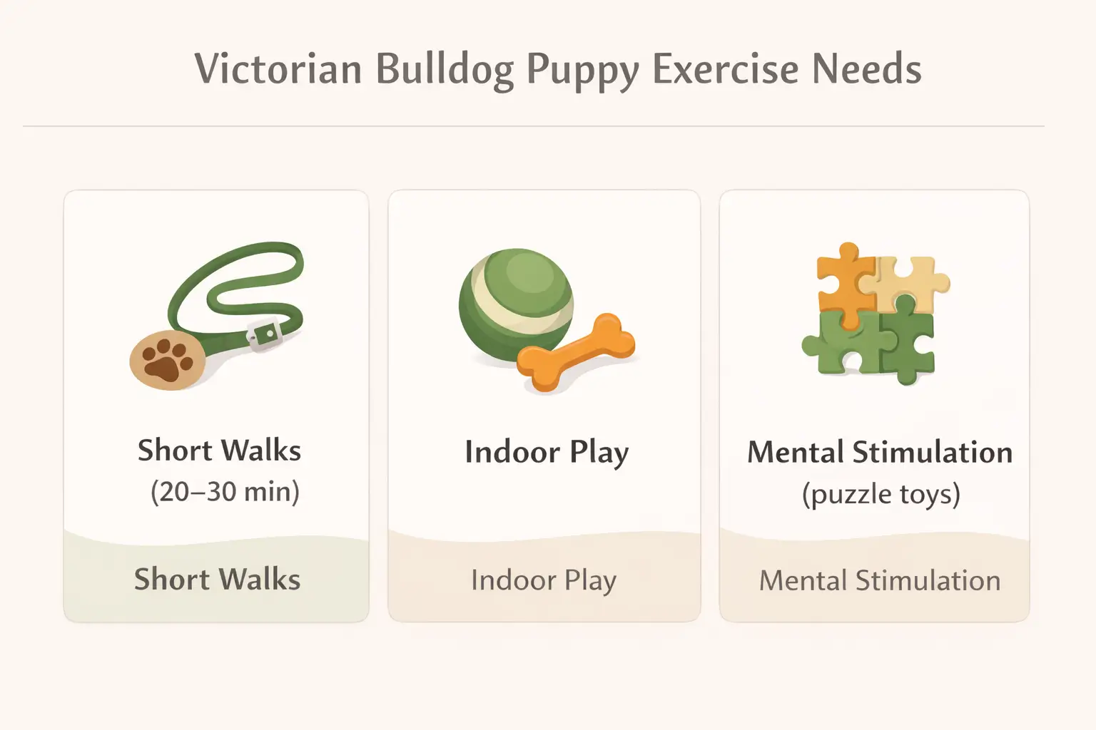 Victorian Bulldog puppy exercise guide