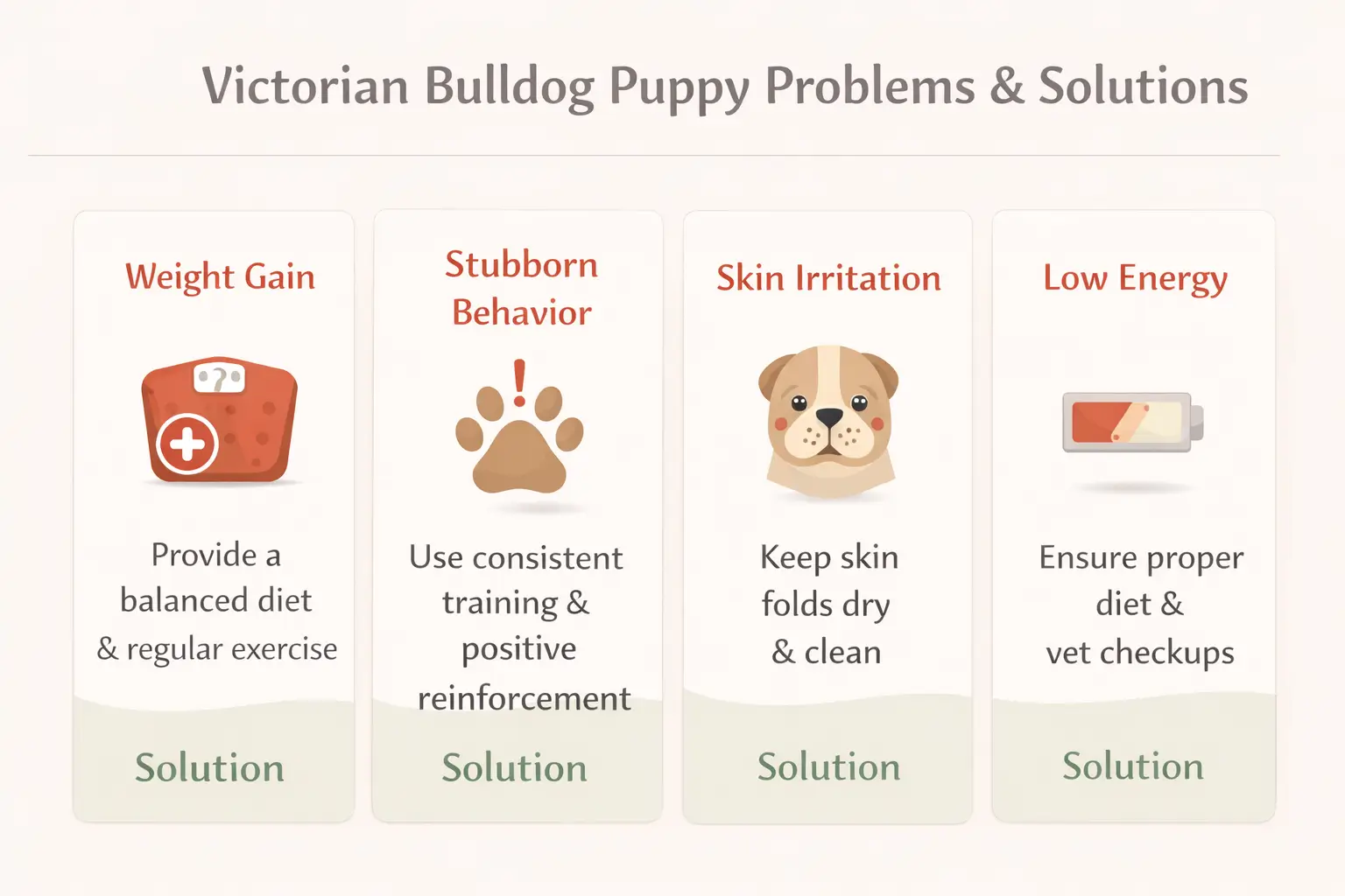Victorian bulldog puppy care guide