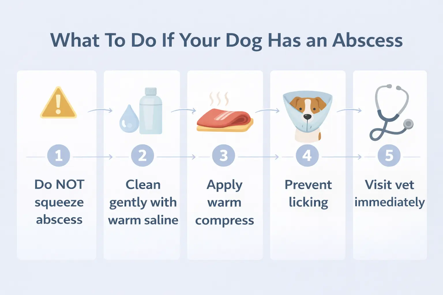 What To Do If Your Dog Has an Abscess