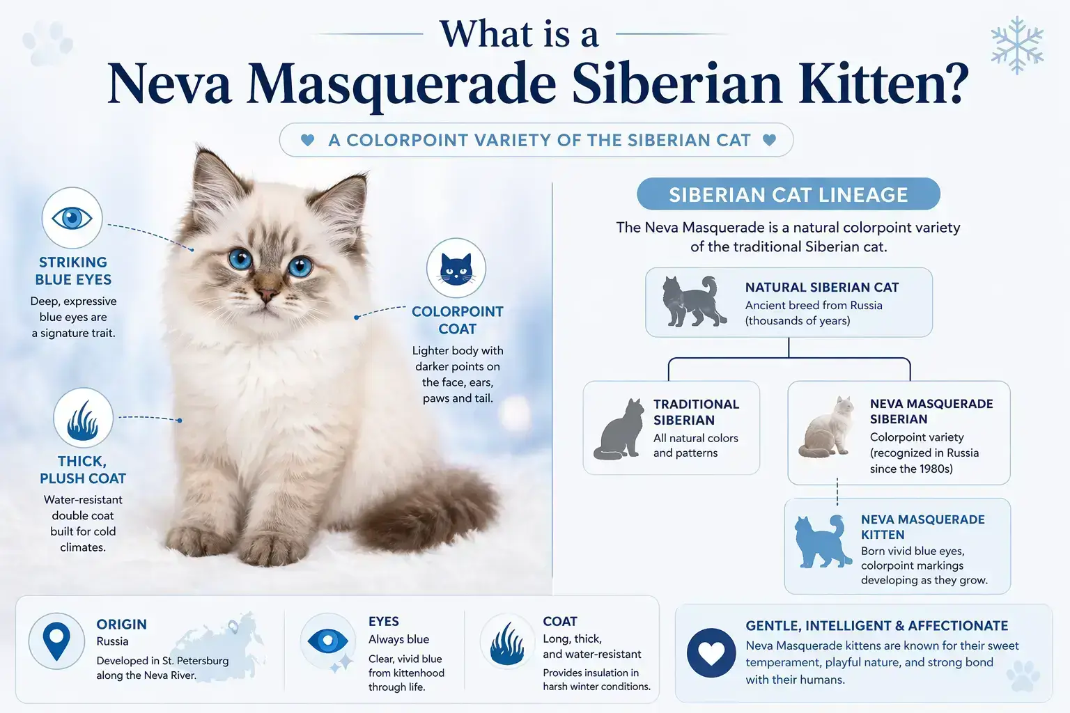 What is a Neva Masquerade Siberian Kitten