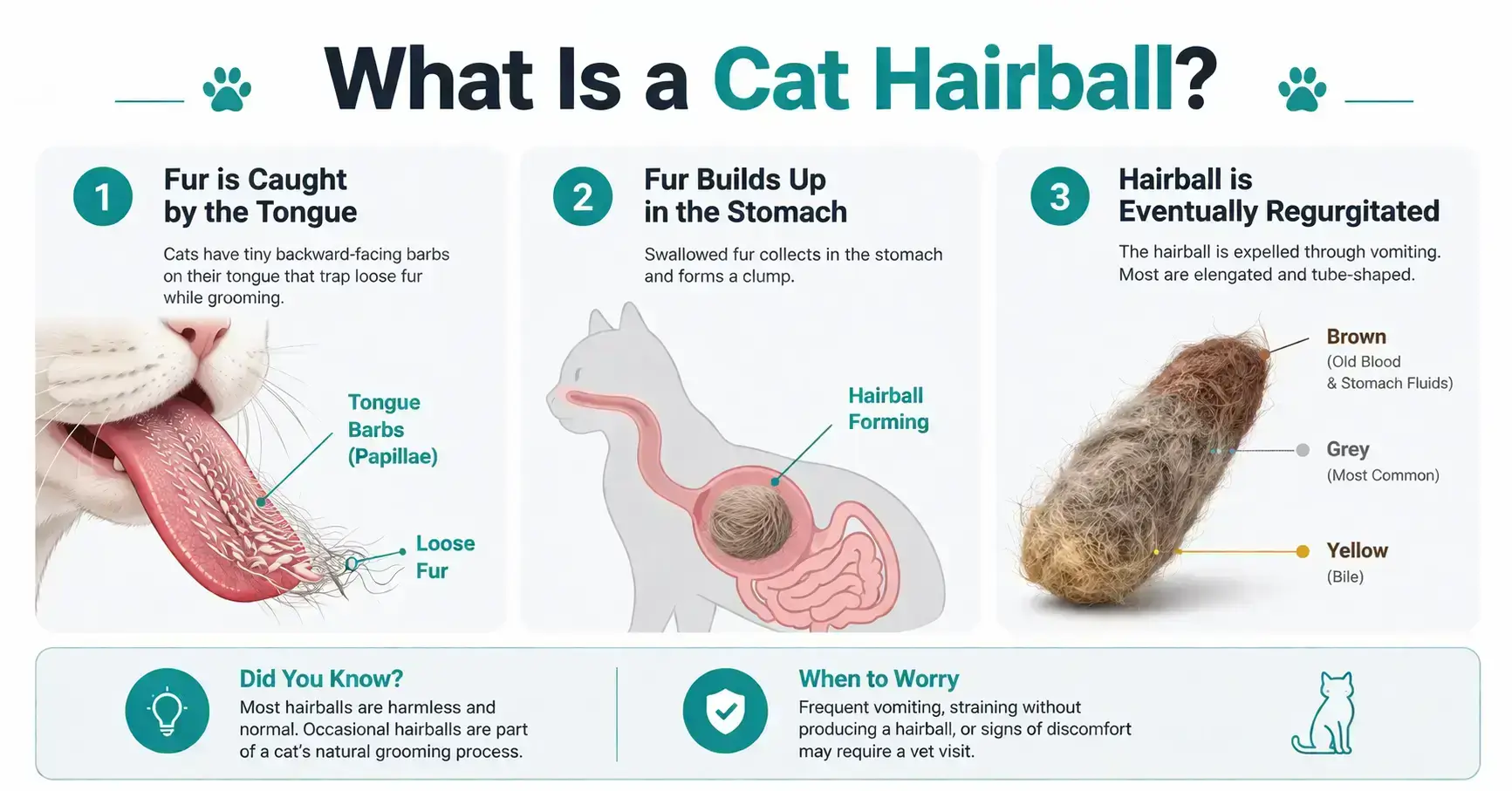 What is a hairball & what does it look like
