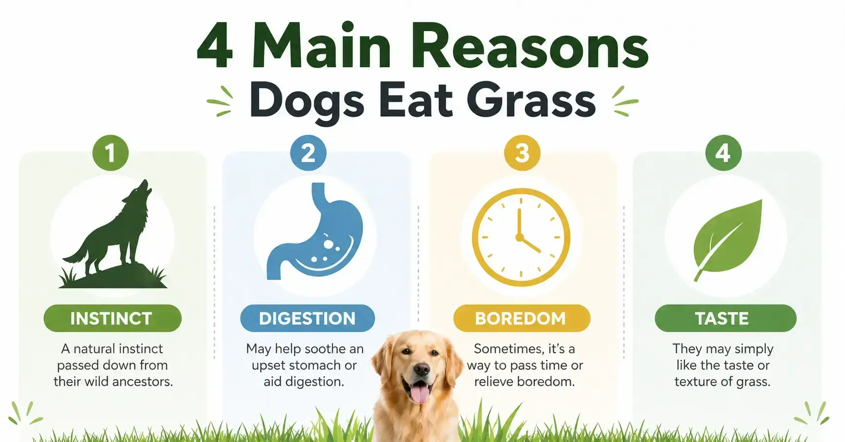 When to worry about dog eating grass