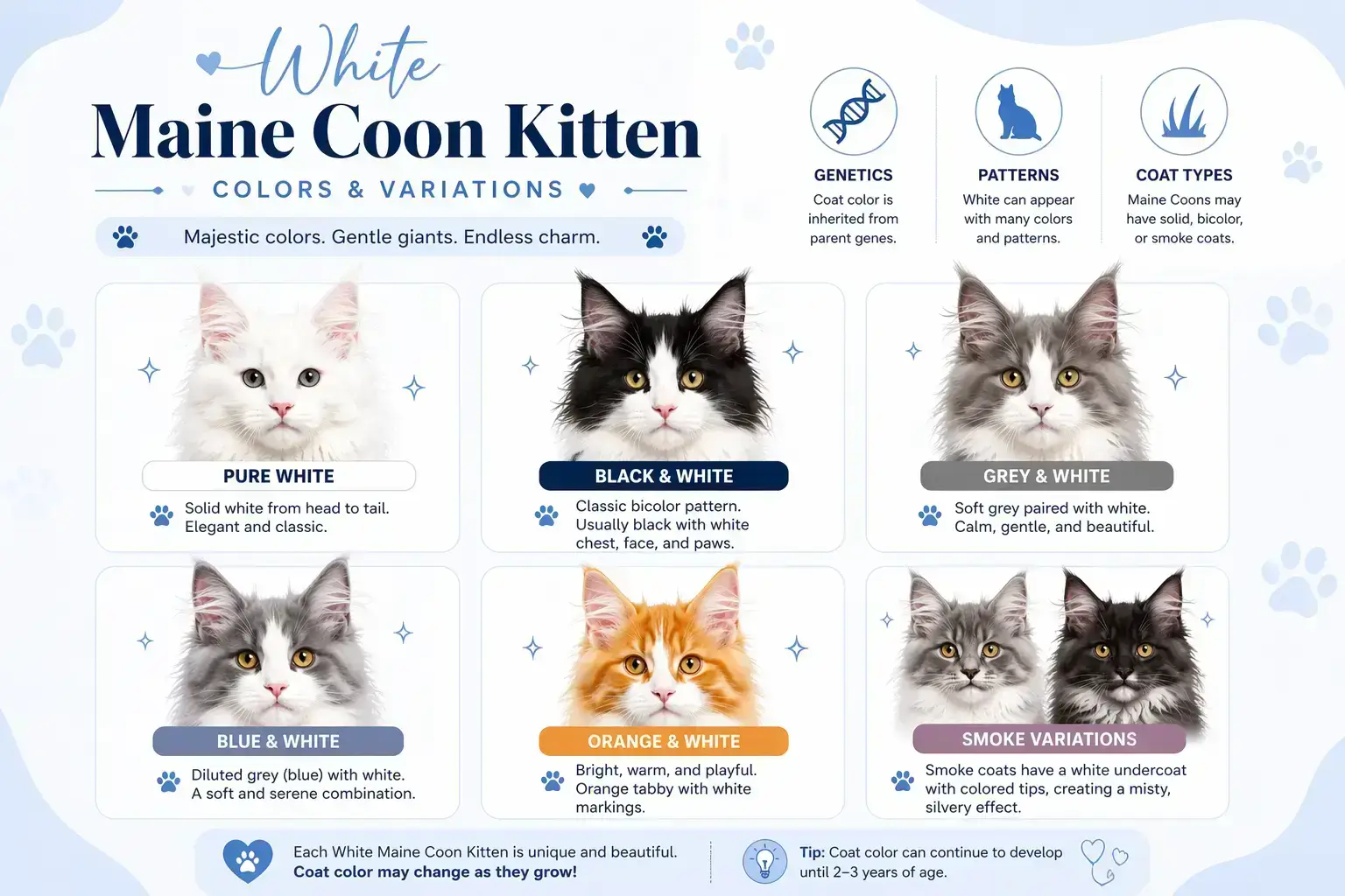 White Maine Coon Kitten Colors & Variations