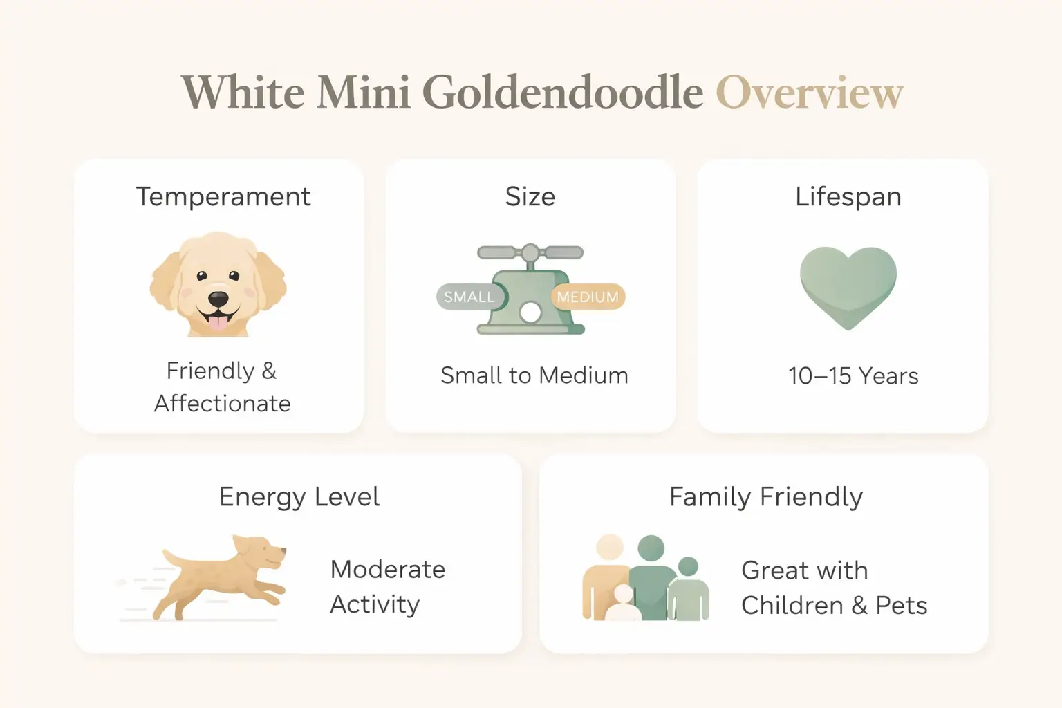 White Mini Goldendoodle breed overview