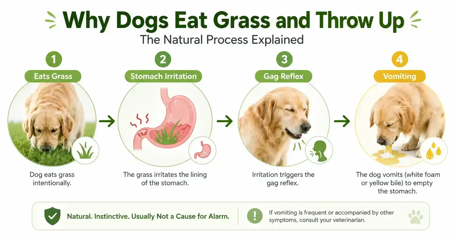 Why dogs eat grass and then throw up