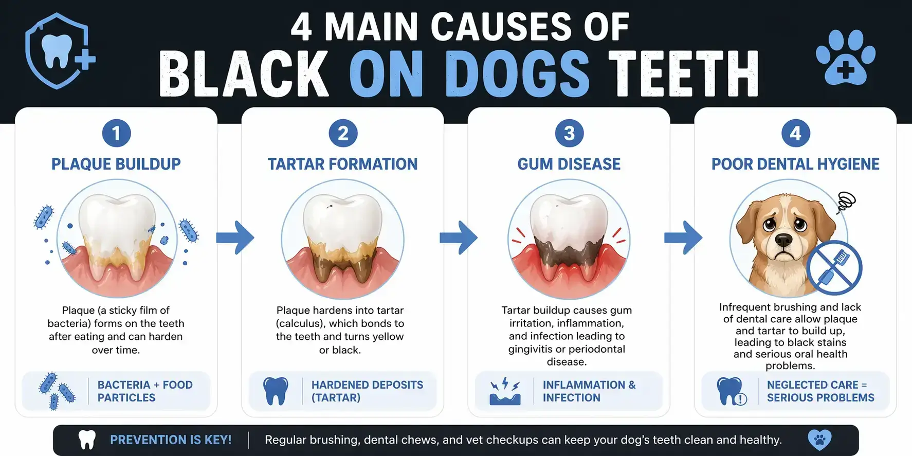 causes of black on dogs teeth