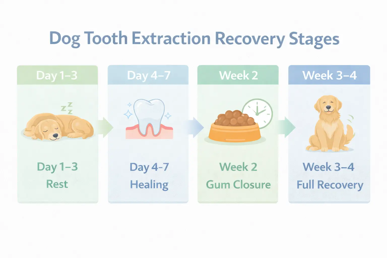 dog tooth extraction recovery stages