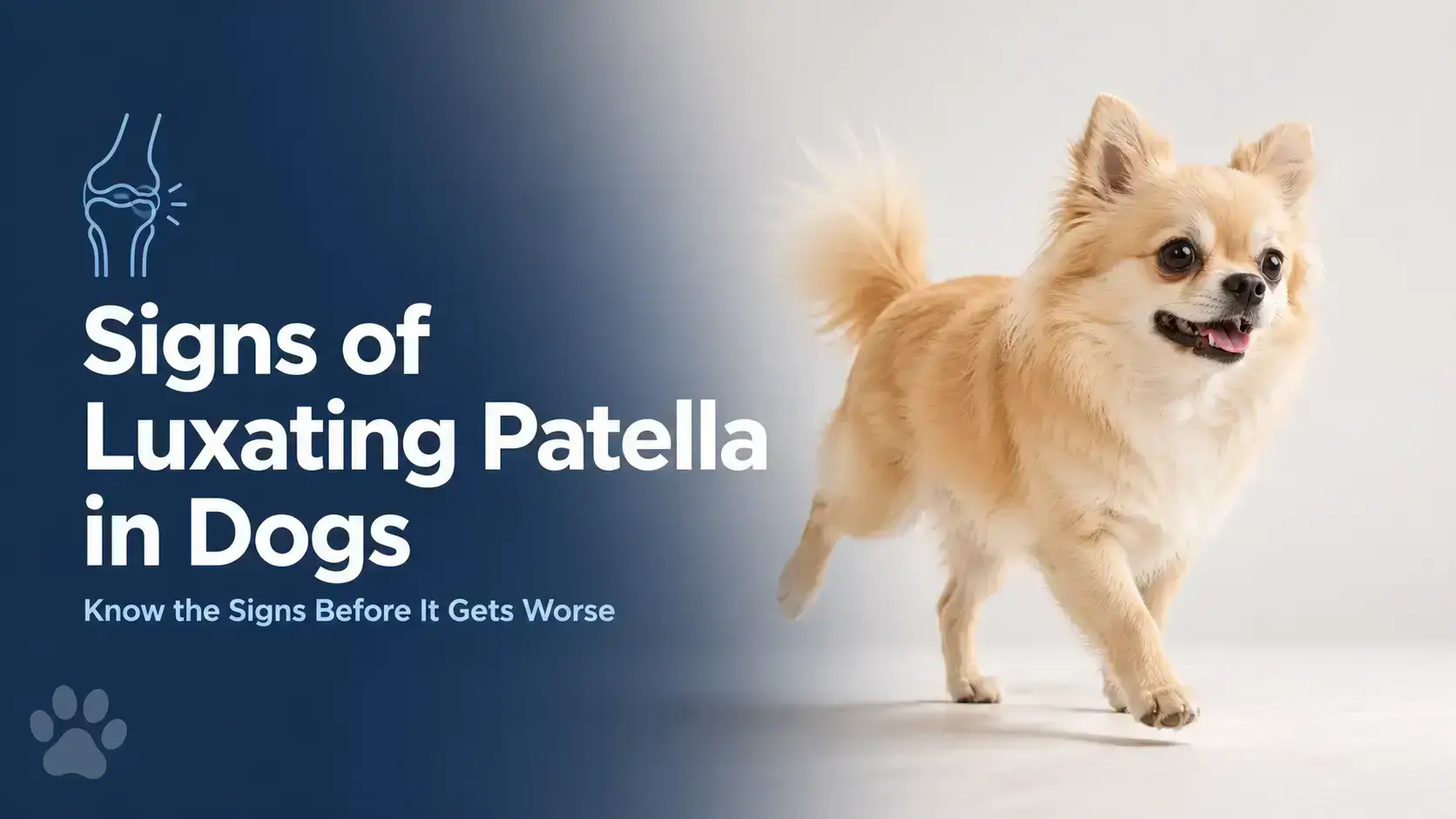 signs of luxating patella in dogs