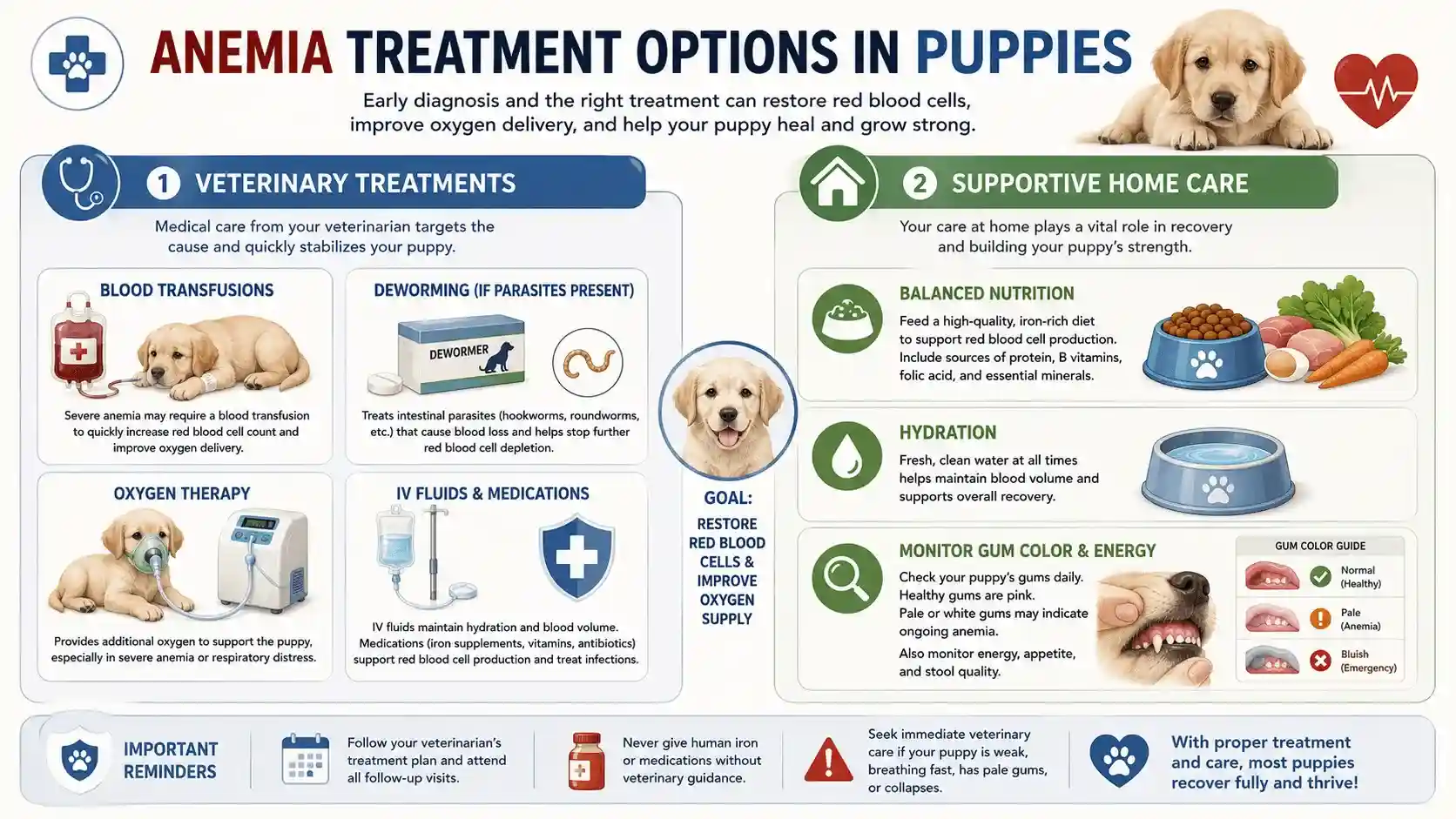 anemia in puppies