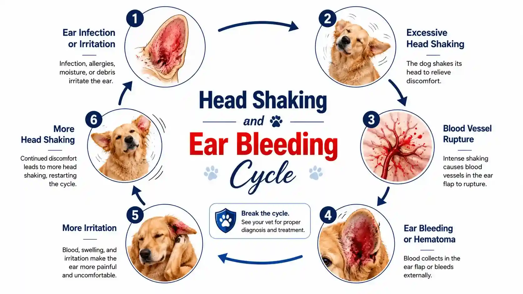dog ear bleeding