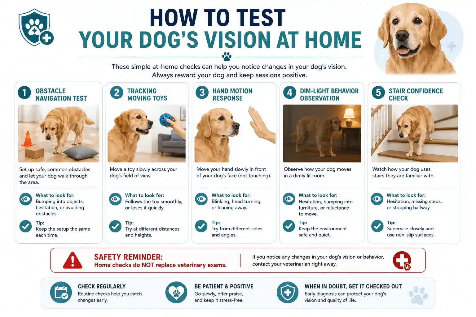 signs of blindness in dogs