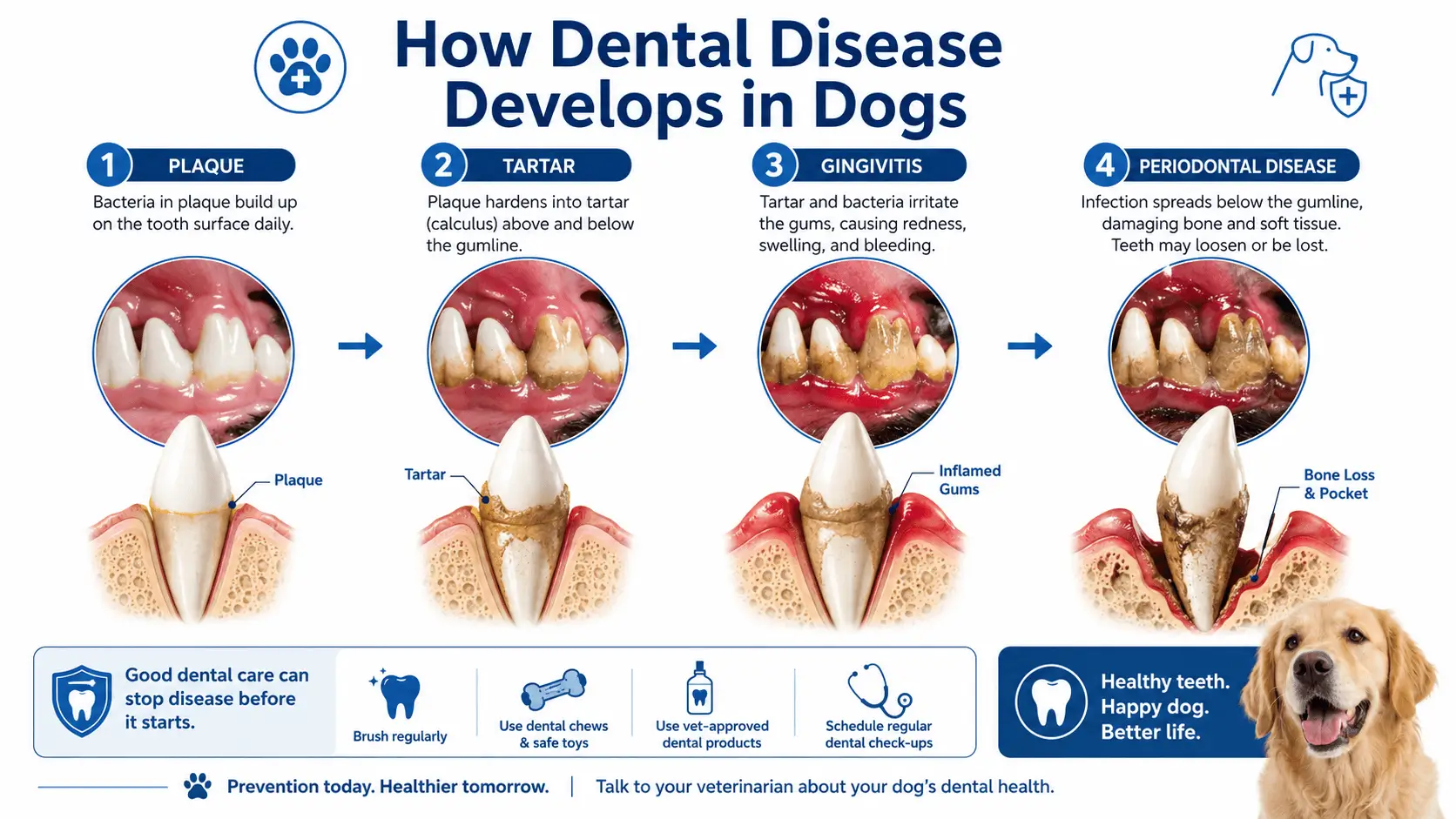 dental disease in dogs