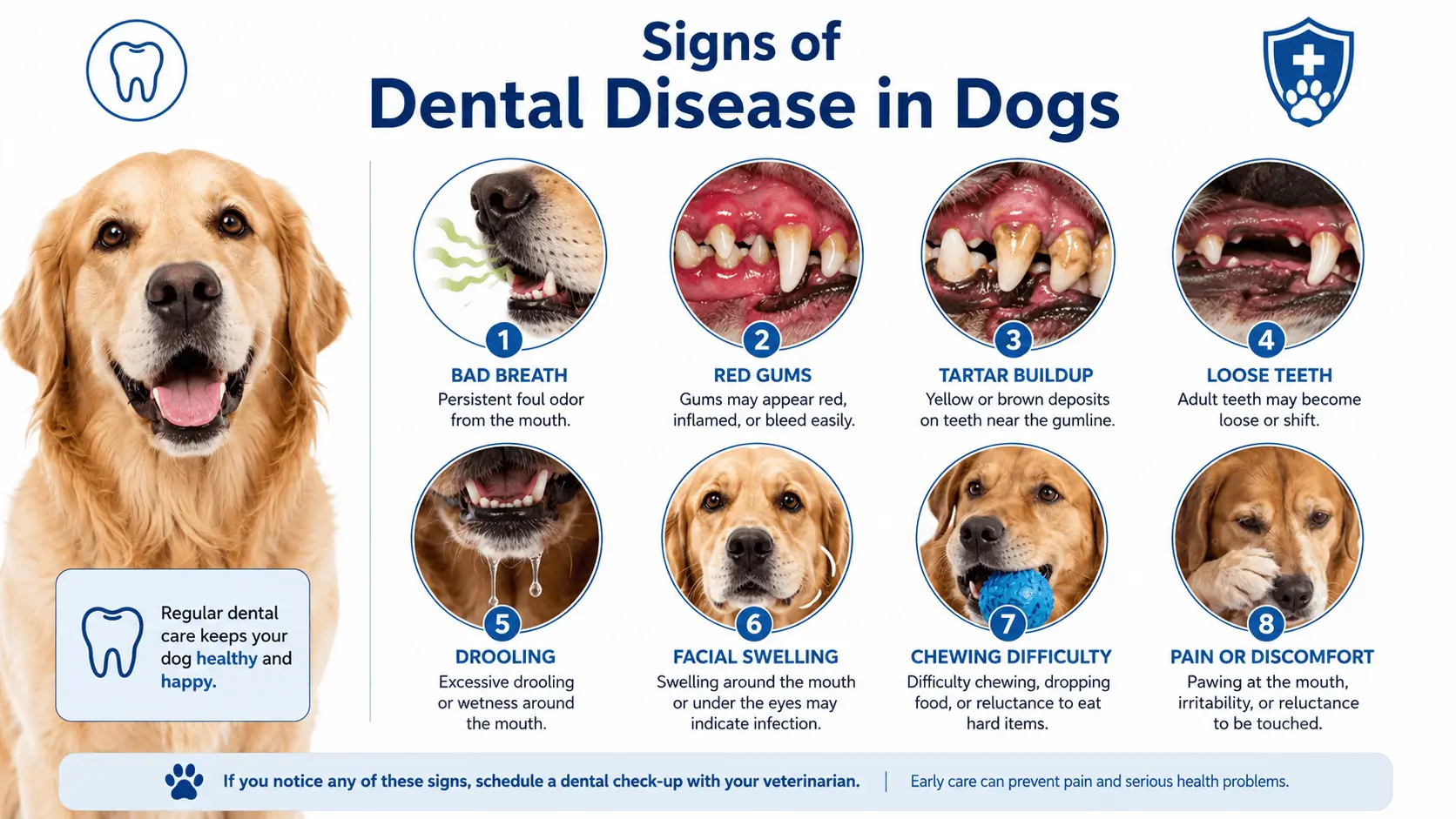 dental disease in dogs