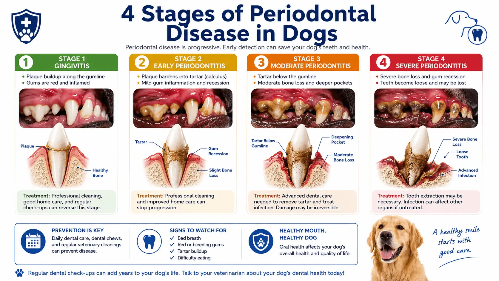 dental disease in dogs