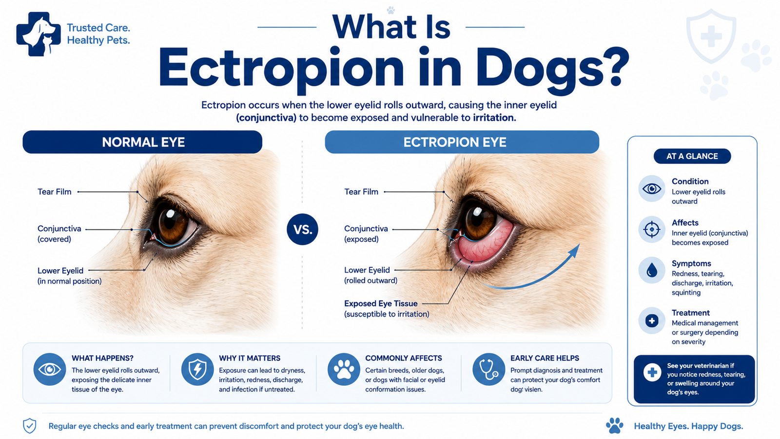 ectropion in dogs