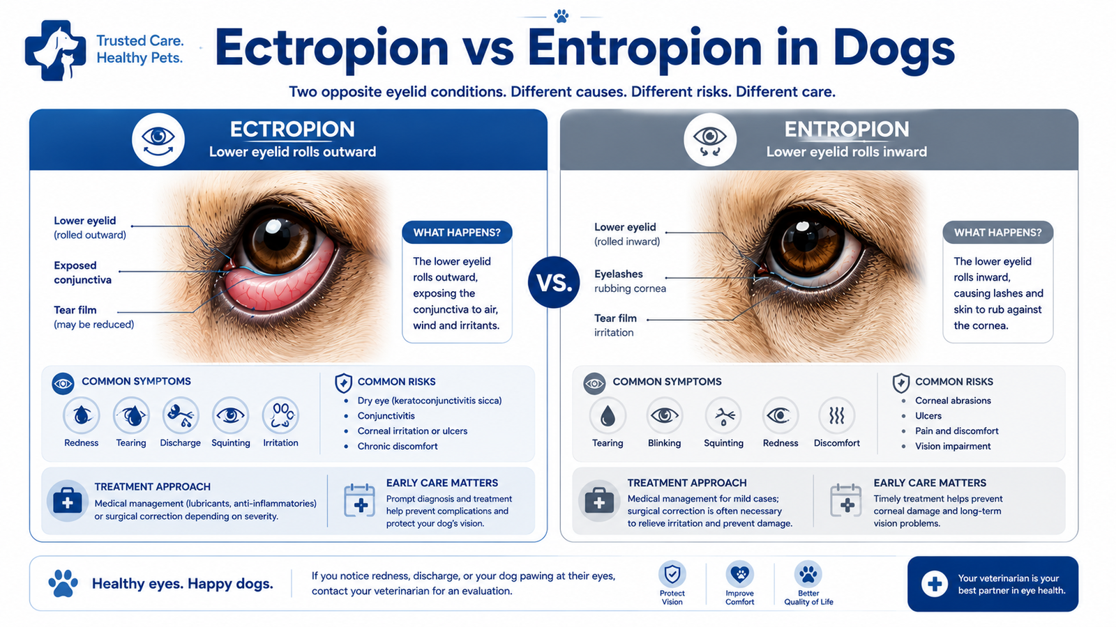 ectropion in dogs