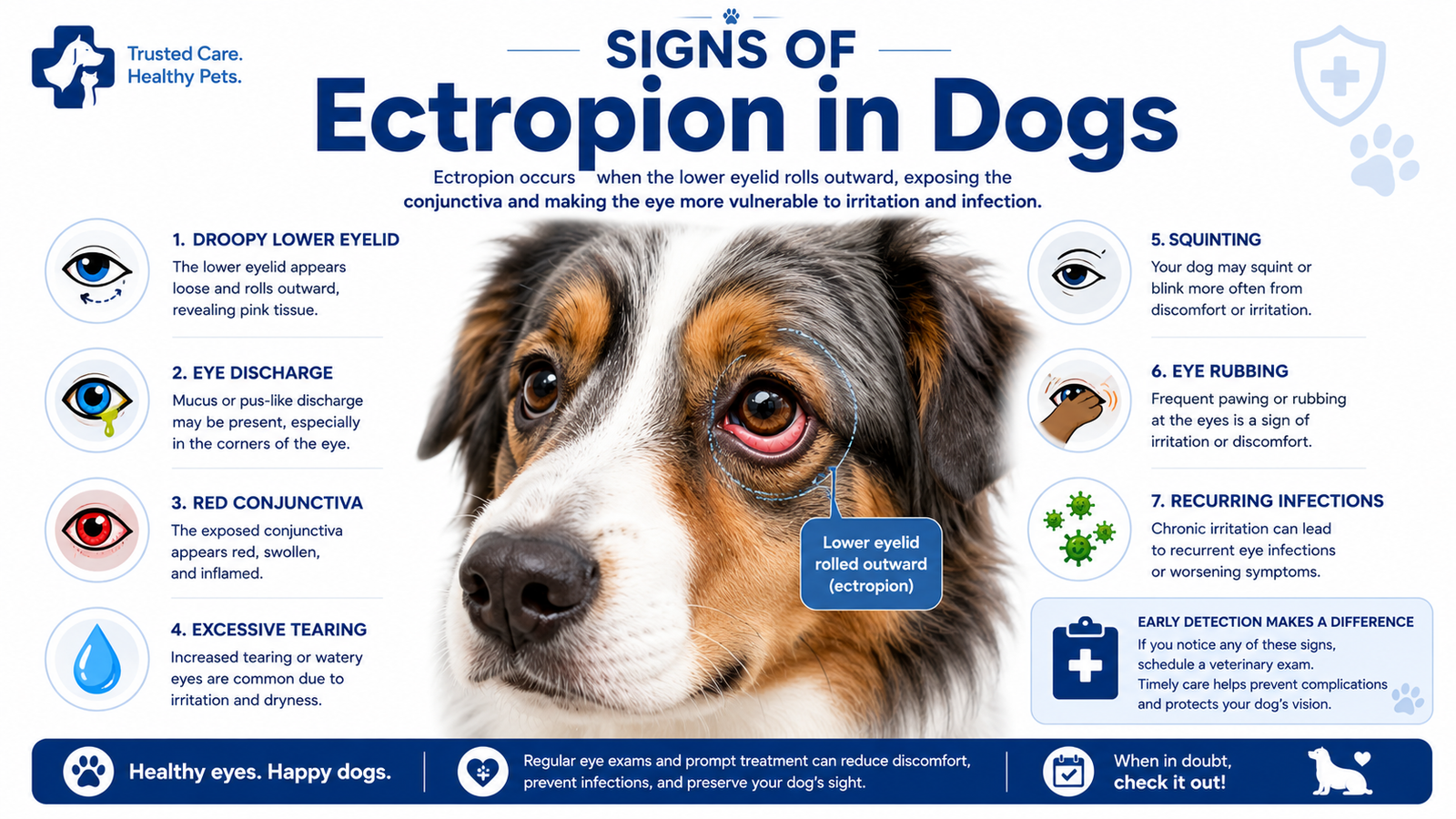 ectropion in dogs