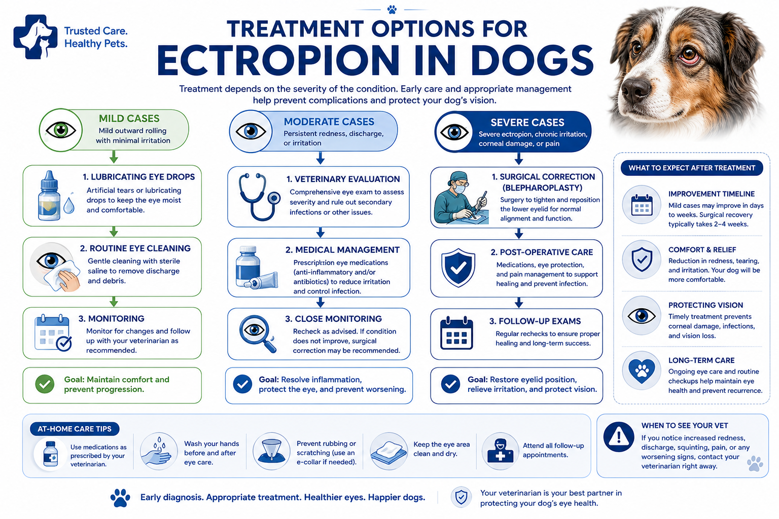 ectropion in dogs