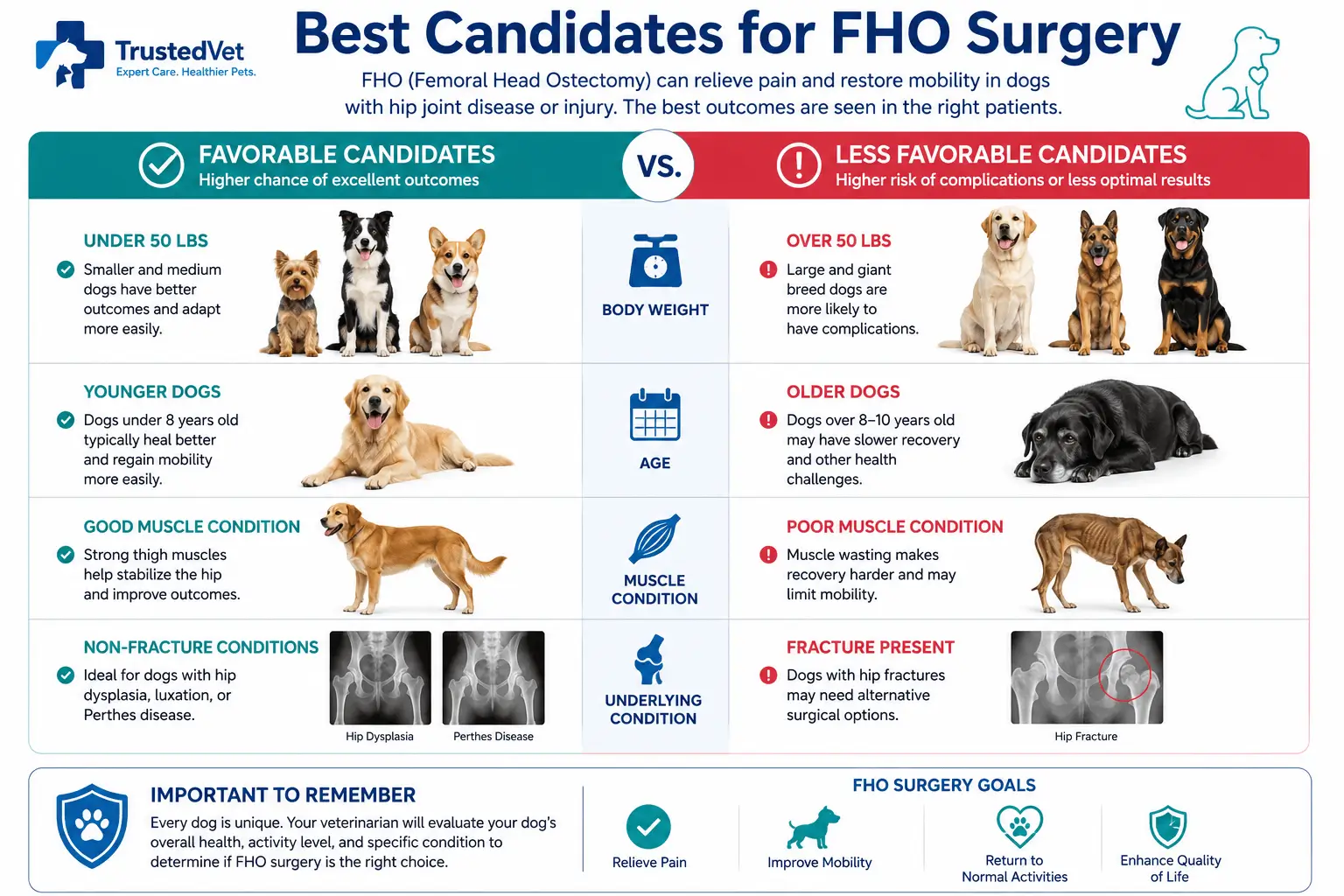 fho surgery dog