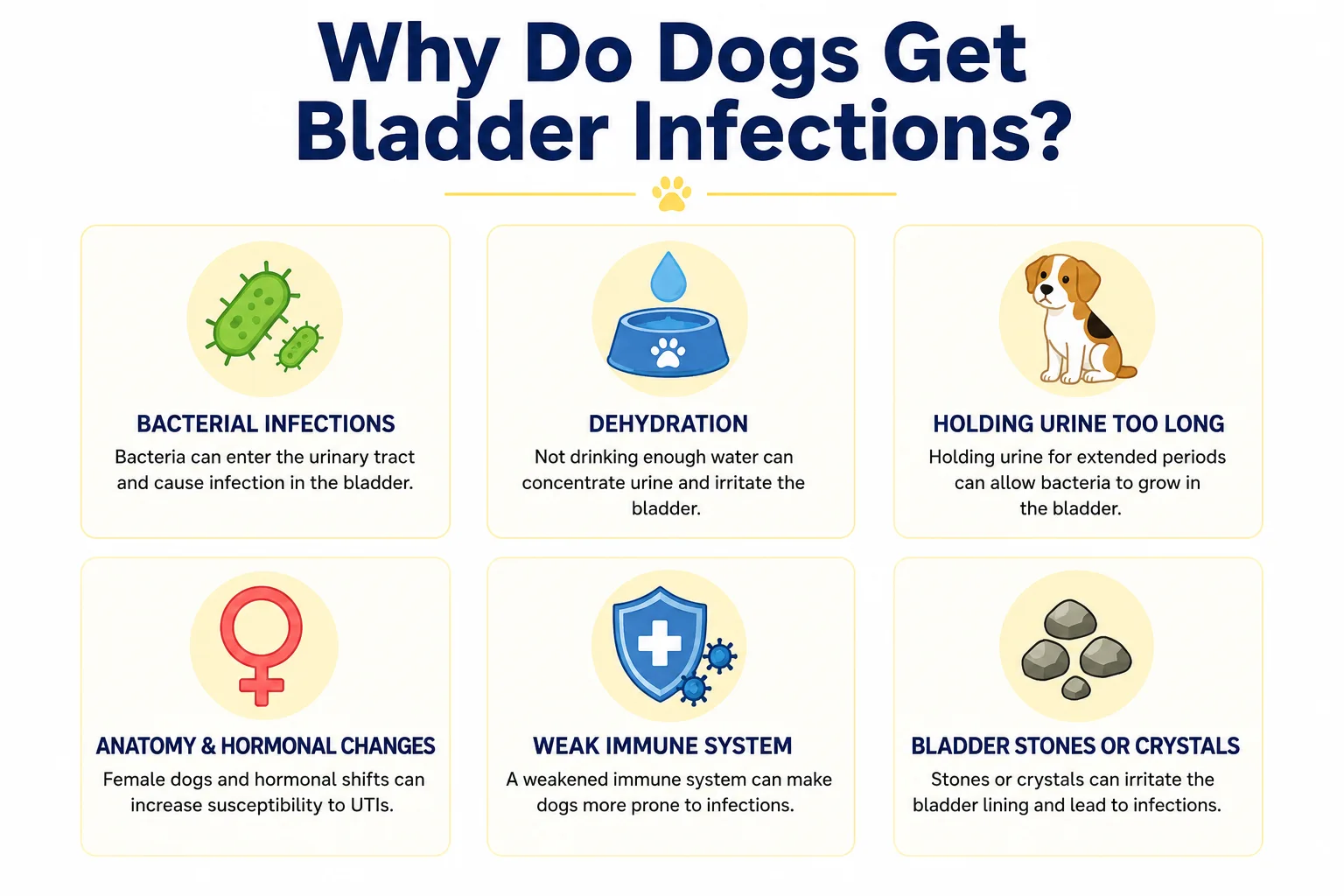 how to treat bladder infection in dogs