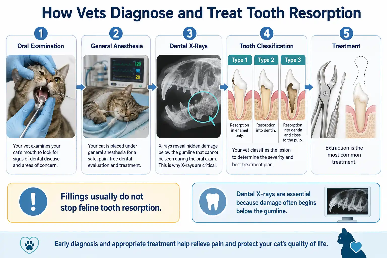 can cats get cavities