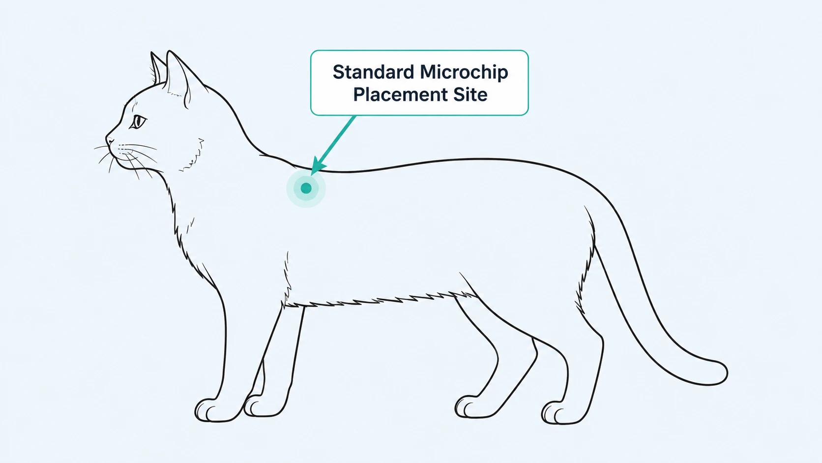 what does a microchip do for a cat
